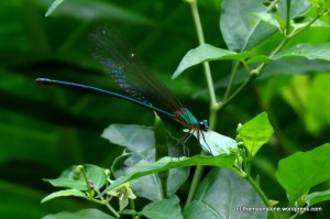 Clear-winged forest glory - Damselfly