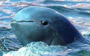 File Photo: Irrawaddy Dolphin